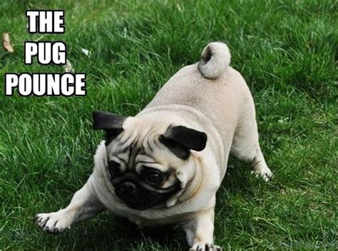 Pug Memes - Top Memes For Pug - Funny Pug Memes | Everywishes