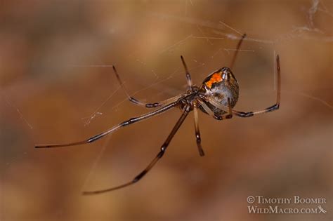 Brown Widow Spider (Latrodectus geometricus) Pictures | Wild Macro Stock Photography