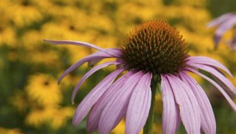 How to Landscape a Drainage Swale | Garden Guides