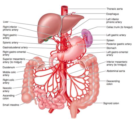 High Yield Gross Anatomy: Abdominal Vasculature Flashcards | Quizlet