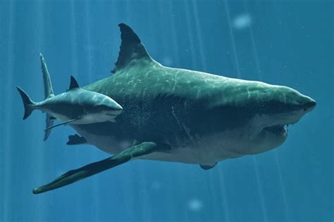 Megalodon shark | Wild Life World