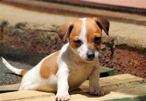 Terrier Mix Breeds - Complete Guide To The Different Terrier Crosses ...