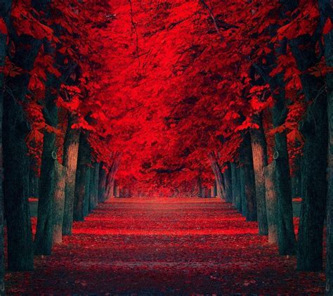 Red Nature Anime Wallpapers - Wallpaper Cave