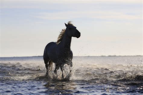 Horse Beach Wallpaper