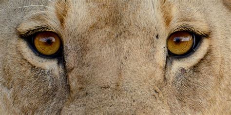 lion_eye - Safaris in Kenya , Africa