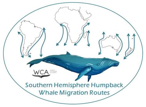 Southern Hemisphere Humpback Whale Migration Route (SHHWMR)