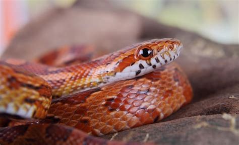 Corn Snake Care Sheet: Diet, Habitat, Tank Setup & More