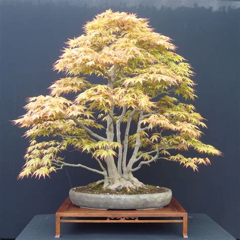 Bonsai japanese maple - quotesrilly