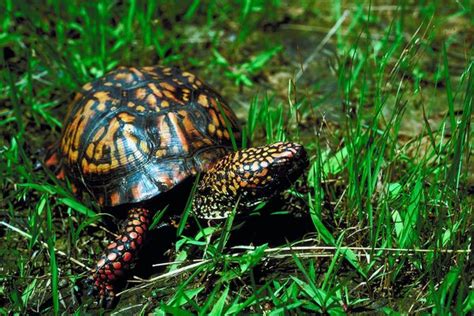 Box Turtle Illness Symptoms | Animals - mom.me