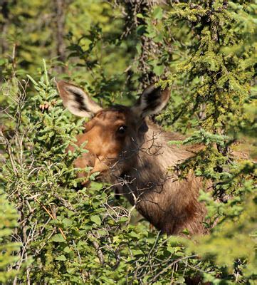 Recognizing Moose Habitat