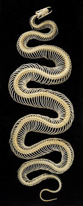 Snake skeleton. | Animal skeletons, Snake, Animal bones