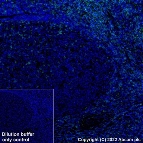 Recombinant Alexa Fluor® 488 Anti-CD3 antibody [SP162] (ab307134) | Abcam