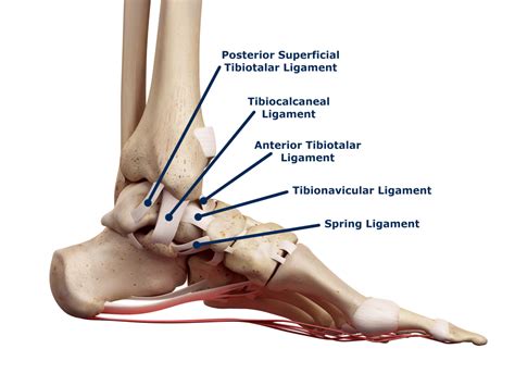 The Deltoid Ligament - Rehab 49