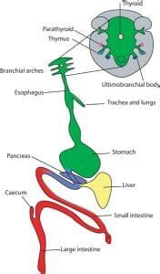 Endoderm - Definition, Formation, Function and Quiz | Biology Dictionary