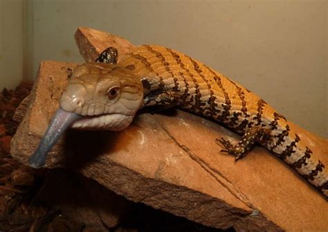 Best Jungle Life: skink lizard images & info