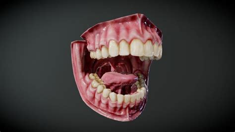 Teeth 3D models - Sketchfab