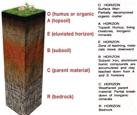 Soil Types: Sandy, Clayey & Loamy | Soil Profile (Soil Horizon) - PMF IAS