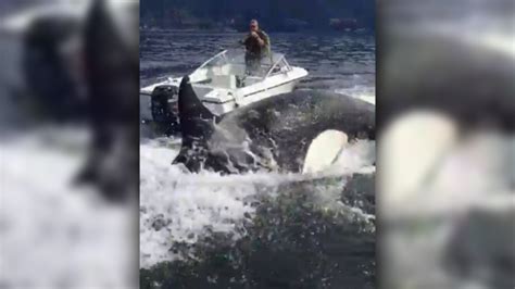 Caught on camera: Preying orcas surround boats off B.C. coast | CTV News