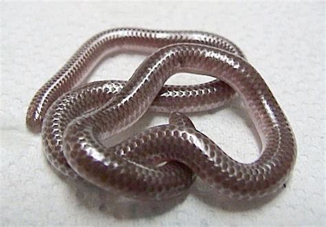 Texas Blind Snake - Facts, Diet, Habitat & Pictures on Animalia.bio