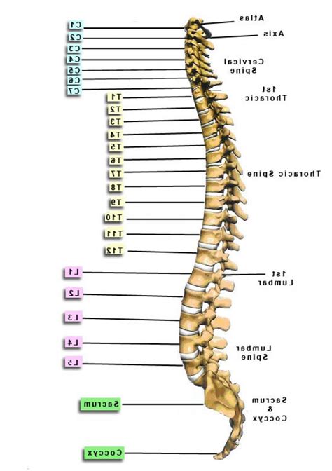 Vertebrae - Yahoo Search Results Yahoo Image Search Results | Anatomy, Vertebrae, Spinal surgery