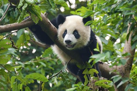 Wildlife in China | Insight Guides Blog