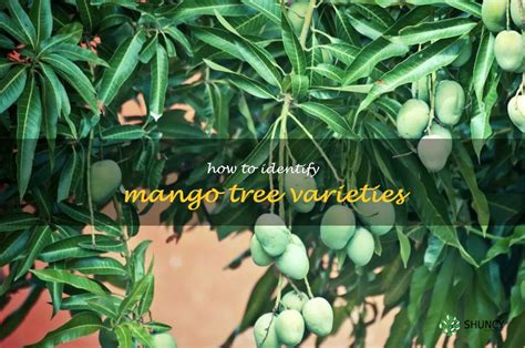 Discovering The Different Types Of Mango Trees: A Guide To Identifying Mango Varieties | ShunCy