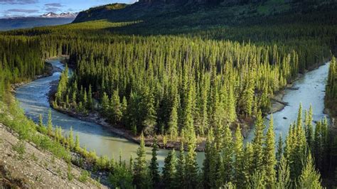 World Boreal Forests - Largest Biome Taiga