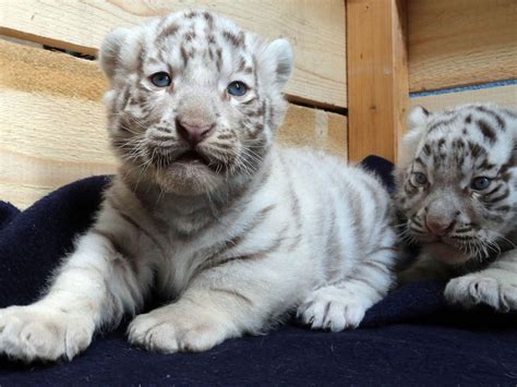 White Bengal tiger cubs unveiled at White Zoo in Austria | The ...