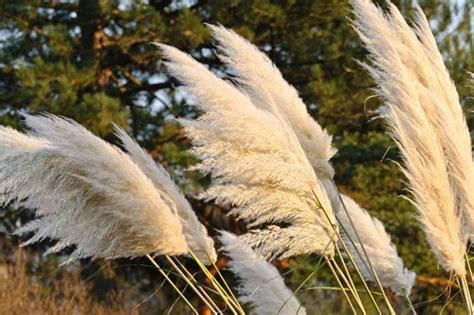 Cortaderia selloana (Pampas Grass)