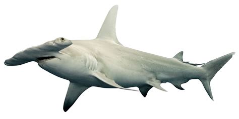 Hammerhead Shark Photo