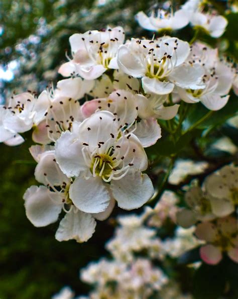 Hawthorn Blossom by Buzzyharris on deviantART