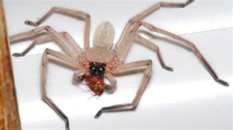 Super-Fast Huntsman Spiders Are the Size of Dinner Plates