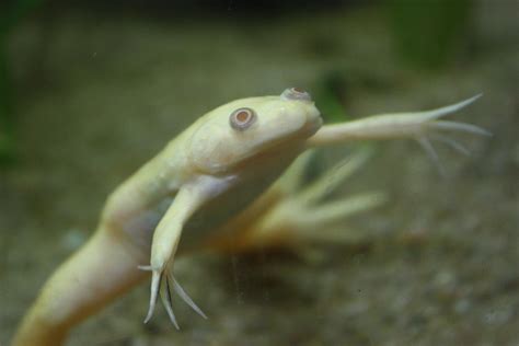 Albino Aquatic Frog Wallpapers HD Download