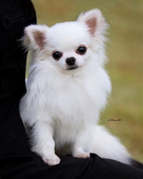 long coat chihuahua | Cute chihuahua, Chihuahua, Dog breeds