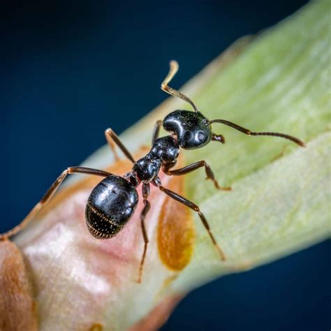 Pest ID - Little Black Ant - Proactive Pest Control