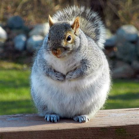 Fat Squirrels That Love To Stuff Their Faces