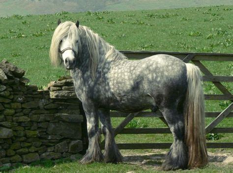 34 Horse breeds - Dales Pony, Fell Pony, Highland Pony, Newfoundland Pony ideas | horse breeds ...