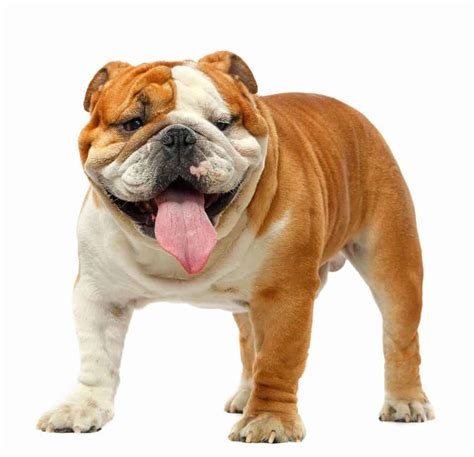 Bulldog: Fierce expression hides affectionate nature