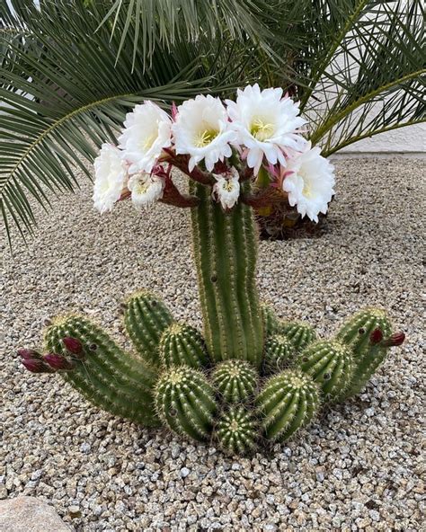 Cactus flowers are the best flowers : r/phoenix