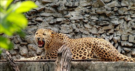 Angry Leopard by Priyadarshi on DeviantArt