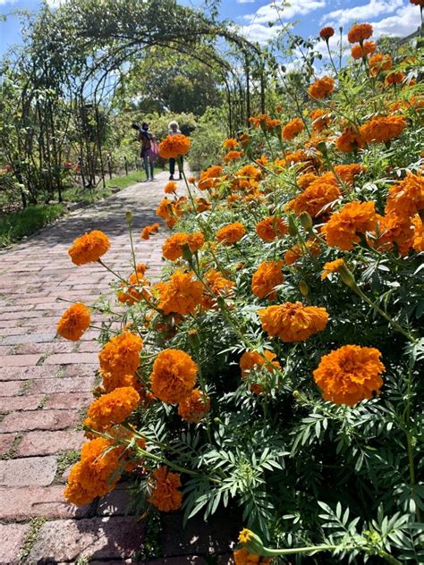 Fall flowers: Which marigold is right for you? | The Horticult