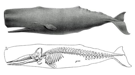 Whale Skeleton Diagram