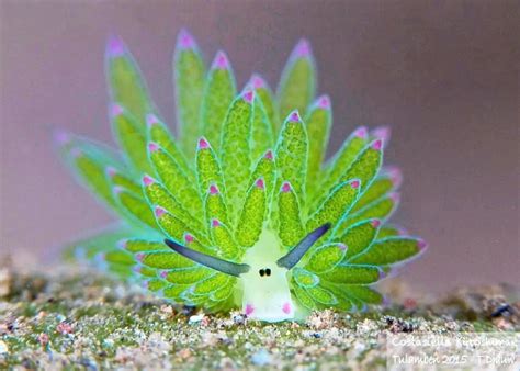 This Sea Slug Looks Like A Day-Glo Sheep And Can Photosynthesize Its Own Food – Pulptastic