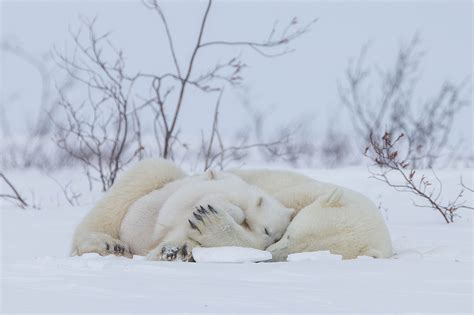 Polar bear Newborn Cubs 2 - Arctic Wildlife Photography, Polar Bear Images