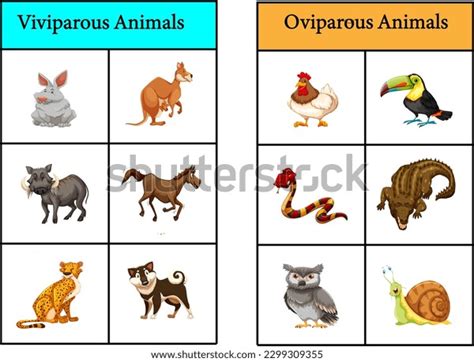 86 Viviparous Oviparous Animals Images, Stock Photos, 3D objects, & Vectors | Shutterstock