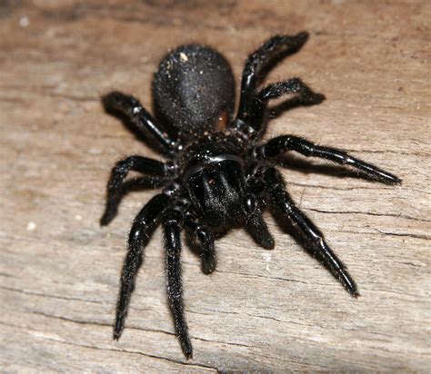 Top 10 Most Poisonous Spiders in The Whole World | TopTeny.com