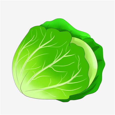 Cabbage Cartoon Clipart Transparent PNG Hd, Vegetable Cabbage Cartoon Illustration, Cabbage ...