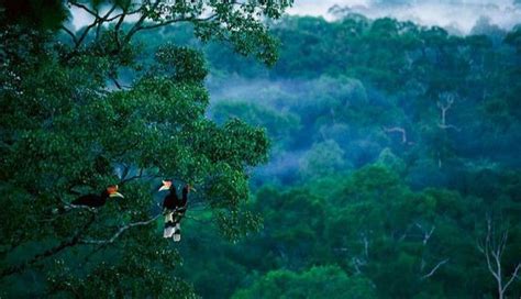 Macam-macam Hutan di Indonesia dan Manfaatnya - Berpendidikan.Com