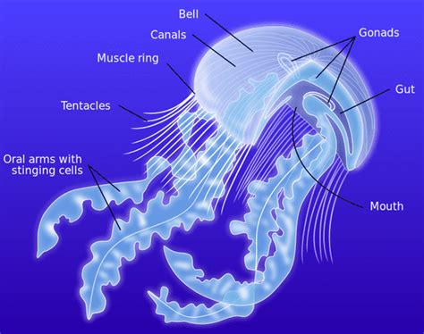 Jellyfish Facts: Habitat, Behavior, Diet