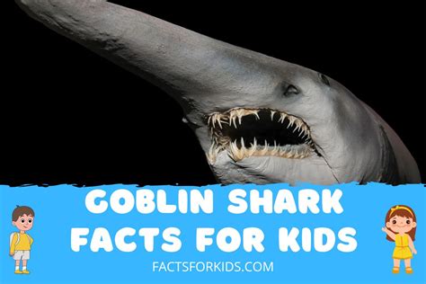 14 Goblin Shark Facts for Kids to Impress Your Teachers – Facts For Kids